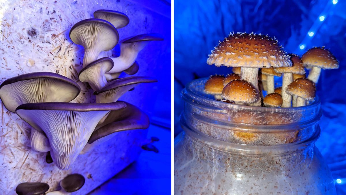 mushrooms growing from a container with blue light behind