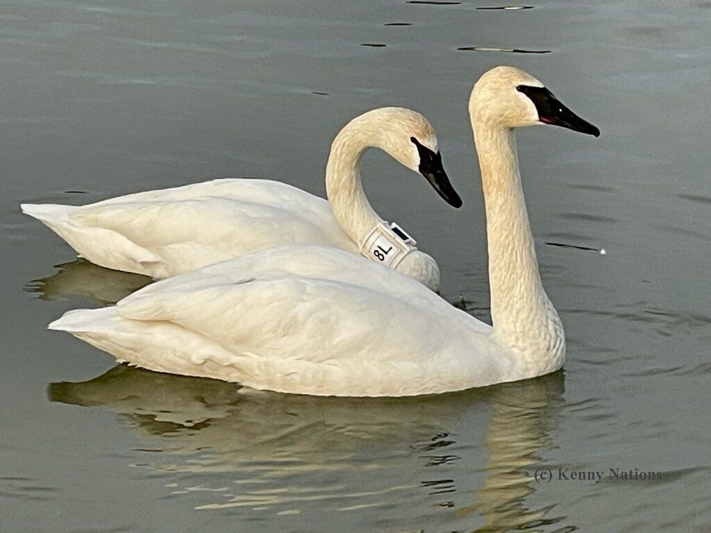 Arkansas swan 8L with her mate