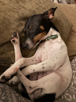 Pinot Noir - ADOPTED