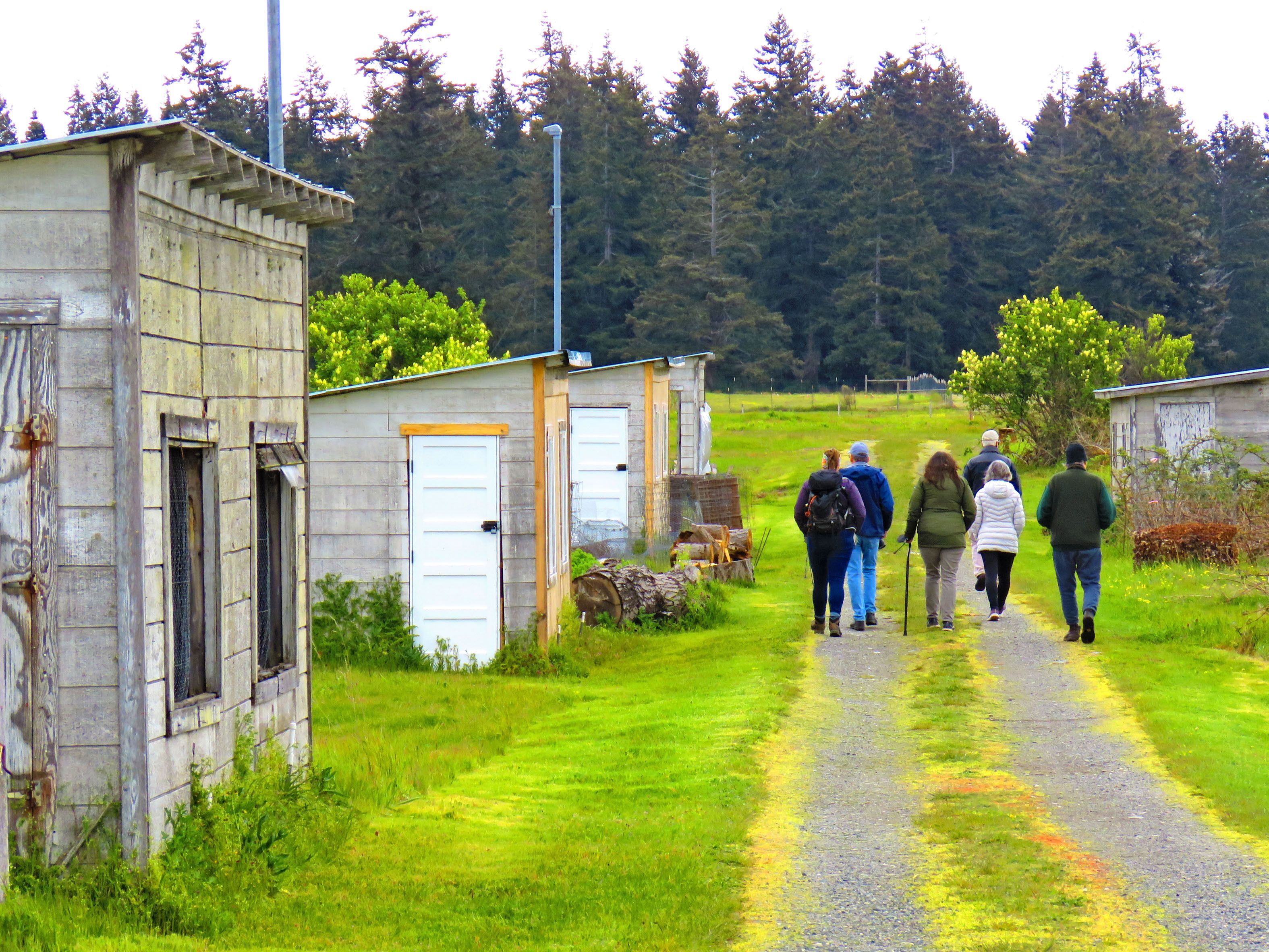 A group of five walking away from the camera along a row of old bird coops