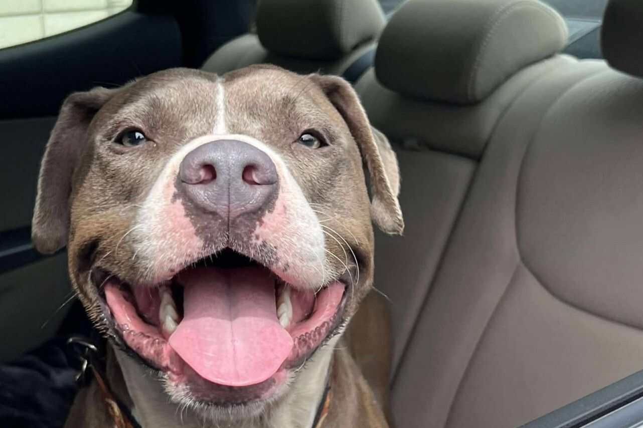 Happy Dog Sitting In a Car.