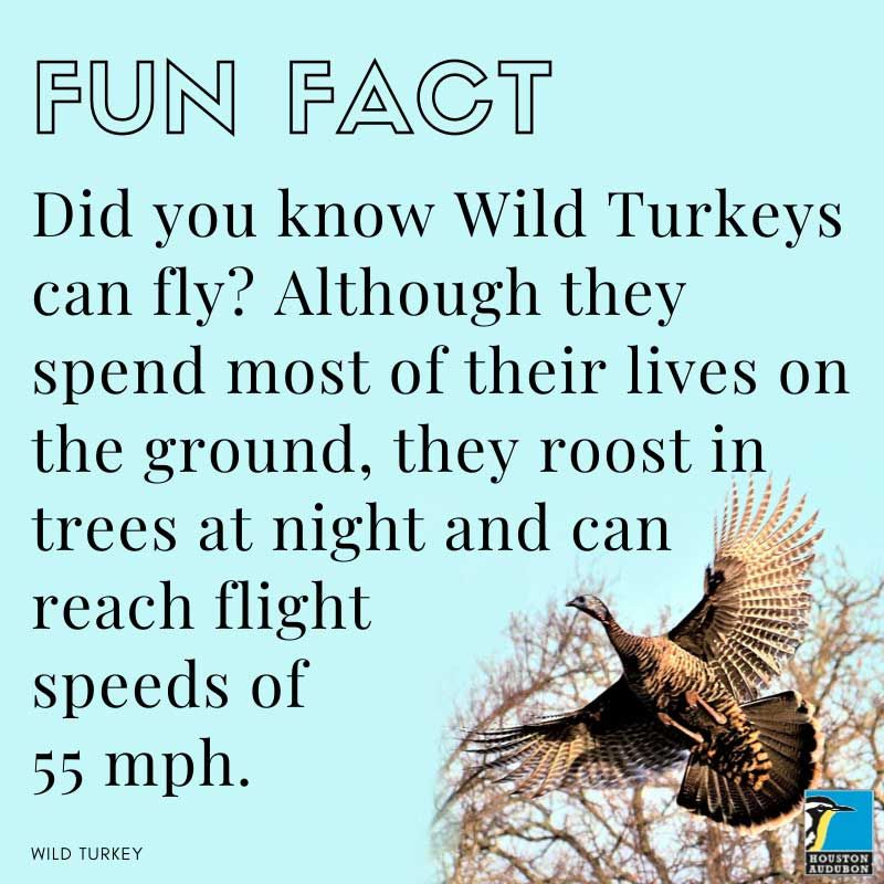 Wild turkeys fun fact