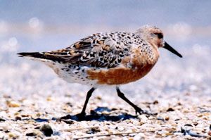 Red Knot