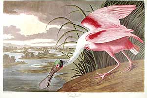 Audubon Print Sale Successful