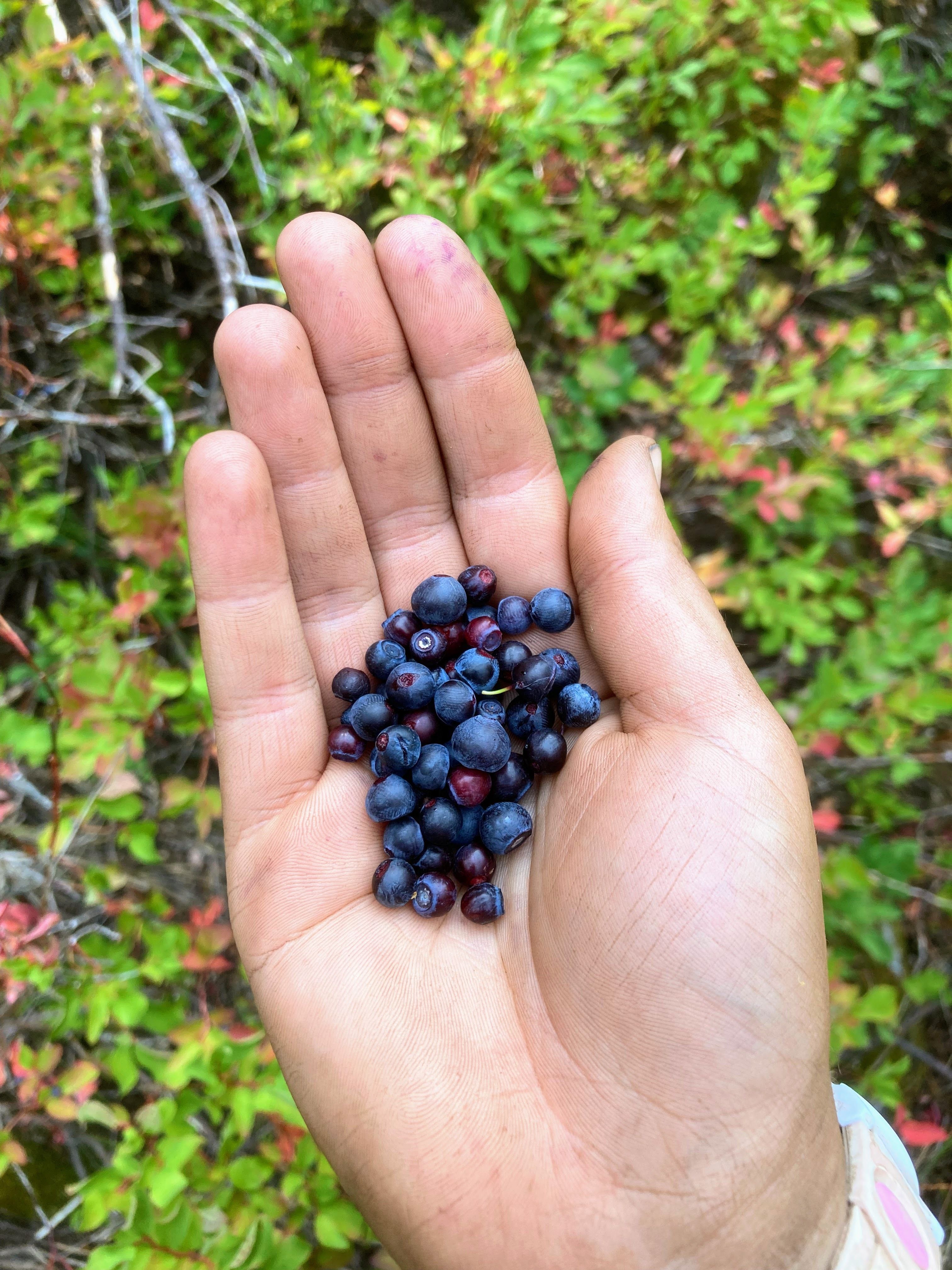 A hand cups a small amount of purple huckleberries.