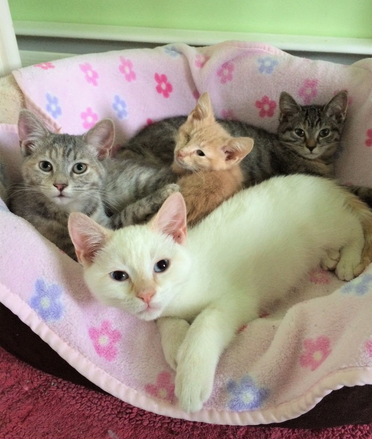 Buttercup, Her Babies, and the Beauty of Fostering