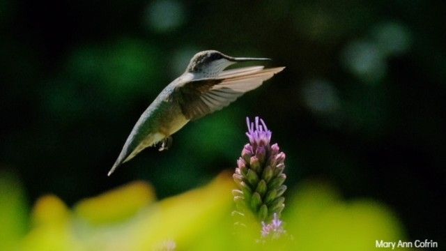 Rhode Island’s Little Feathered Pollinator