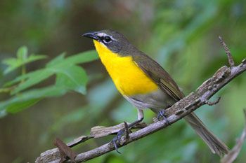 yellow bellied warbler