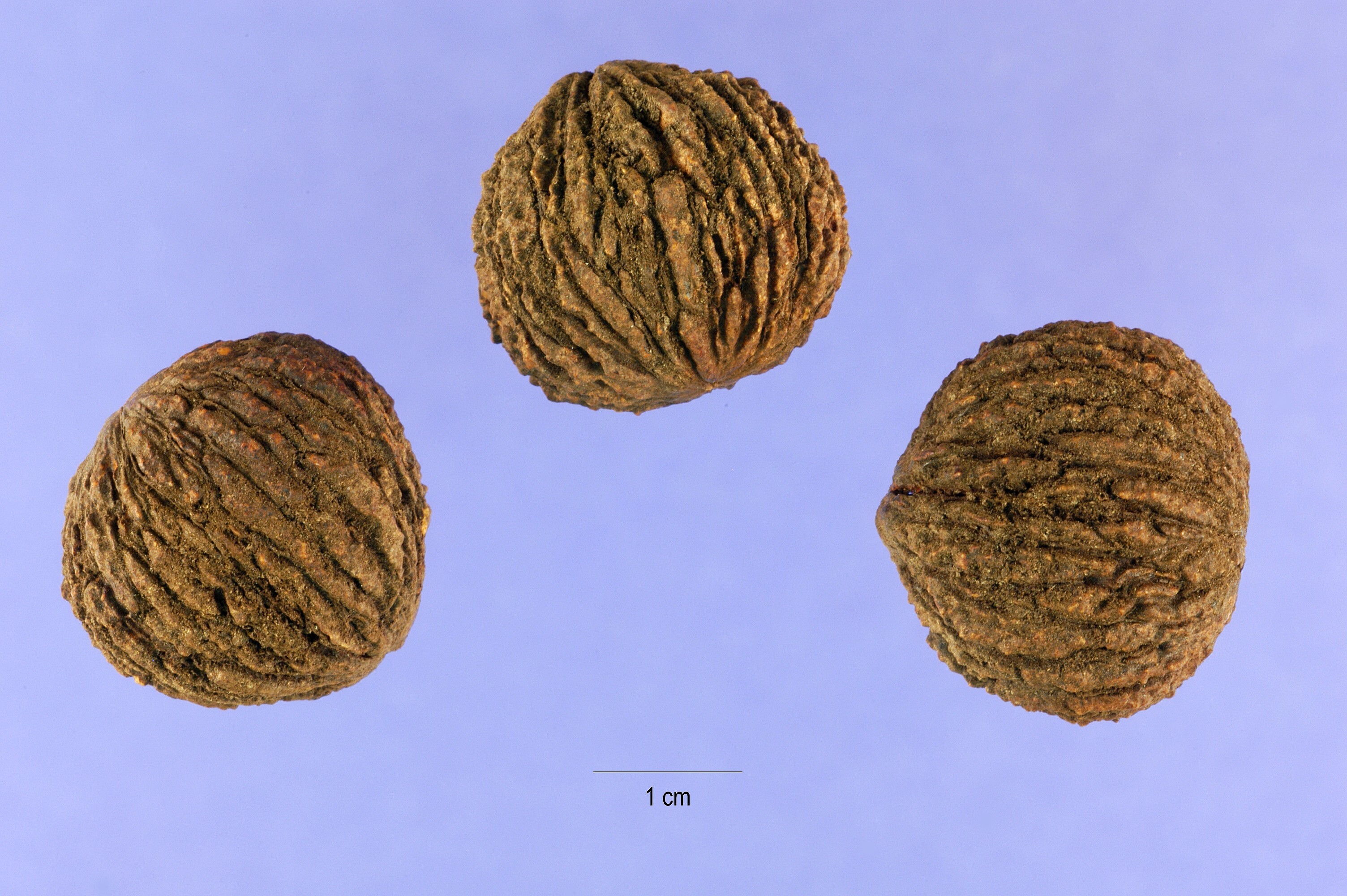 Black Walnut - Pack of 100 Seedlings (6"-12")