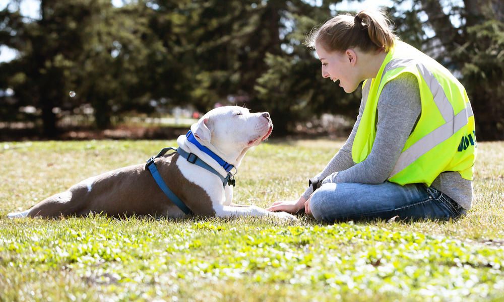 volunteering at dog shelters near me