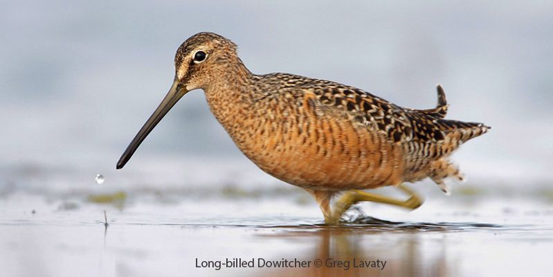 Long-billed Dowitcher