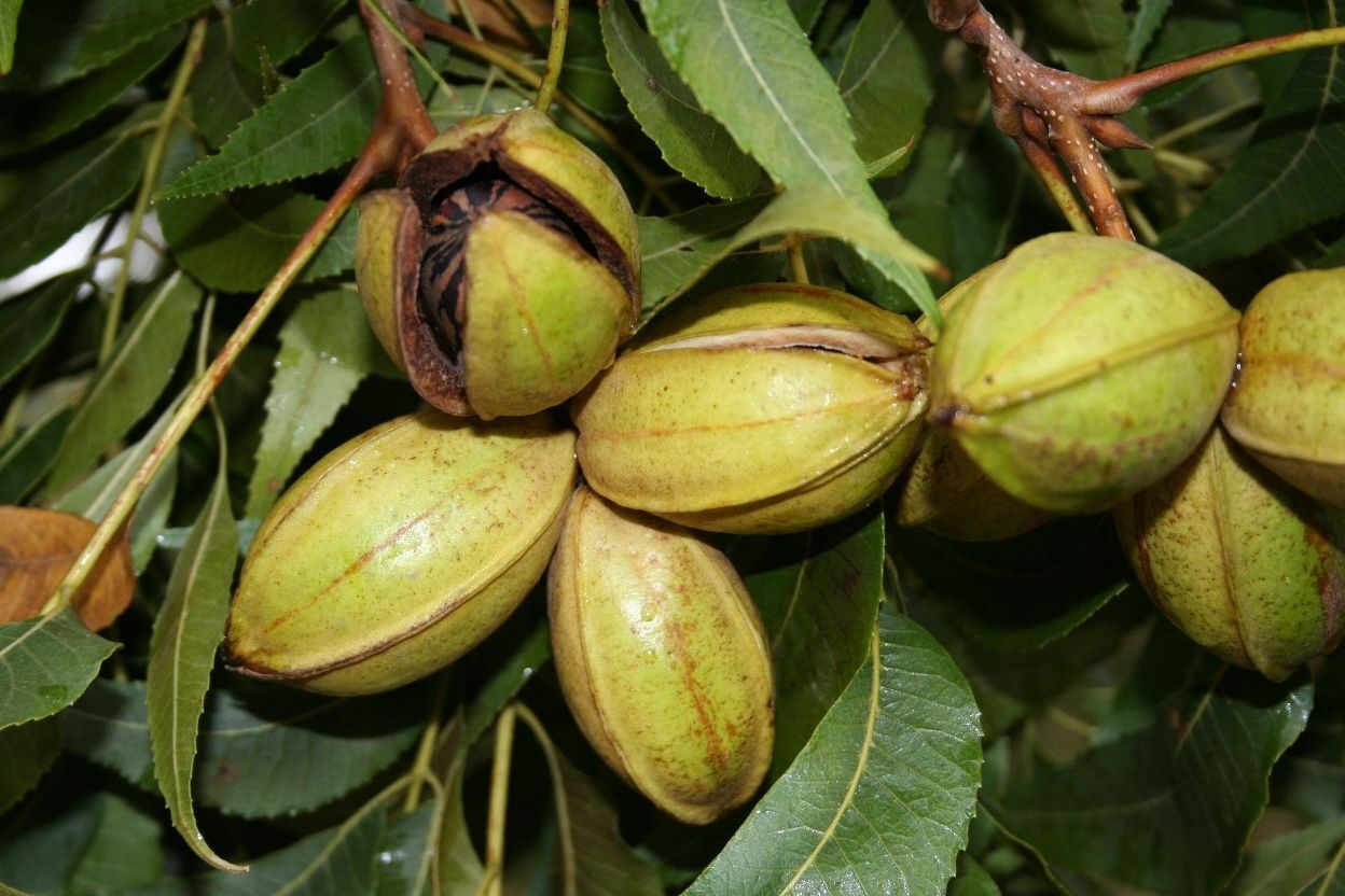 The image depicts five yellow-green nuts of northern pecan; one of the nut's husks is cracking open into 4 pieces. 