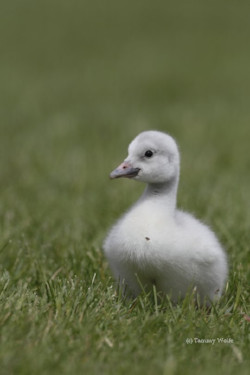 Your gift to The Trumpeter Swan Society will secure the long term future of Trumpeter Swans and their families
