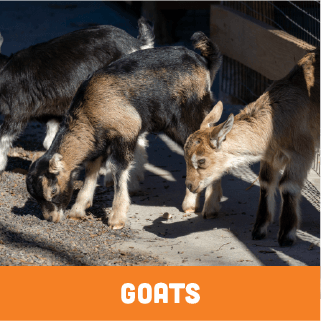 Goats