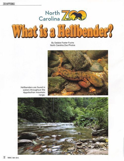 What is a Hellbender?