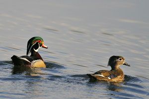 Wood Ducks (male & female)