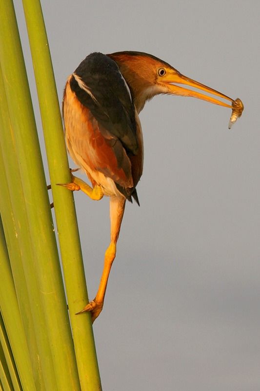 Least Bittern