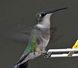 Ruby-throated Hummingbird female