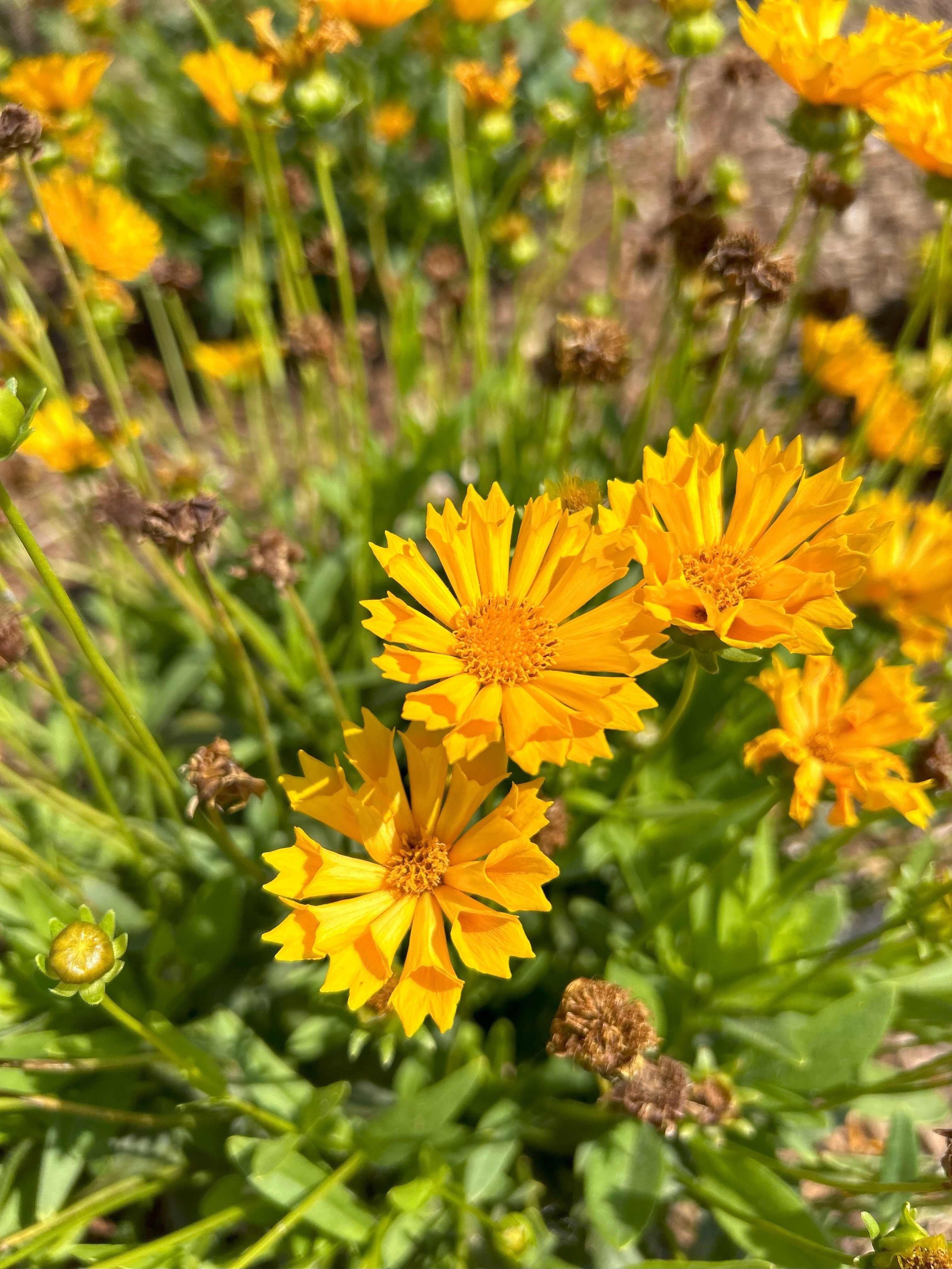 Garden Education