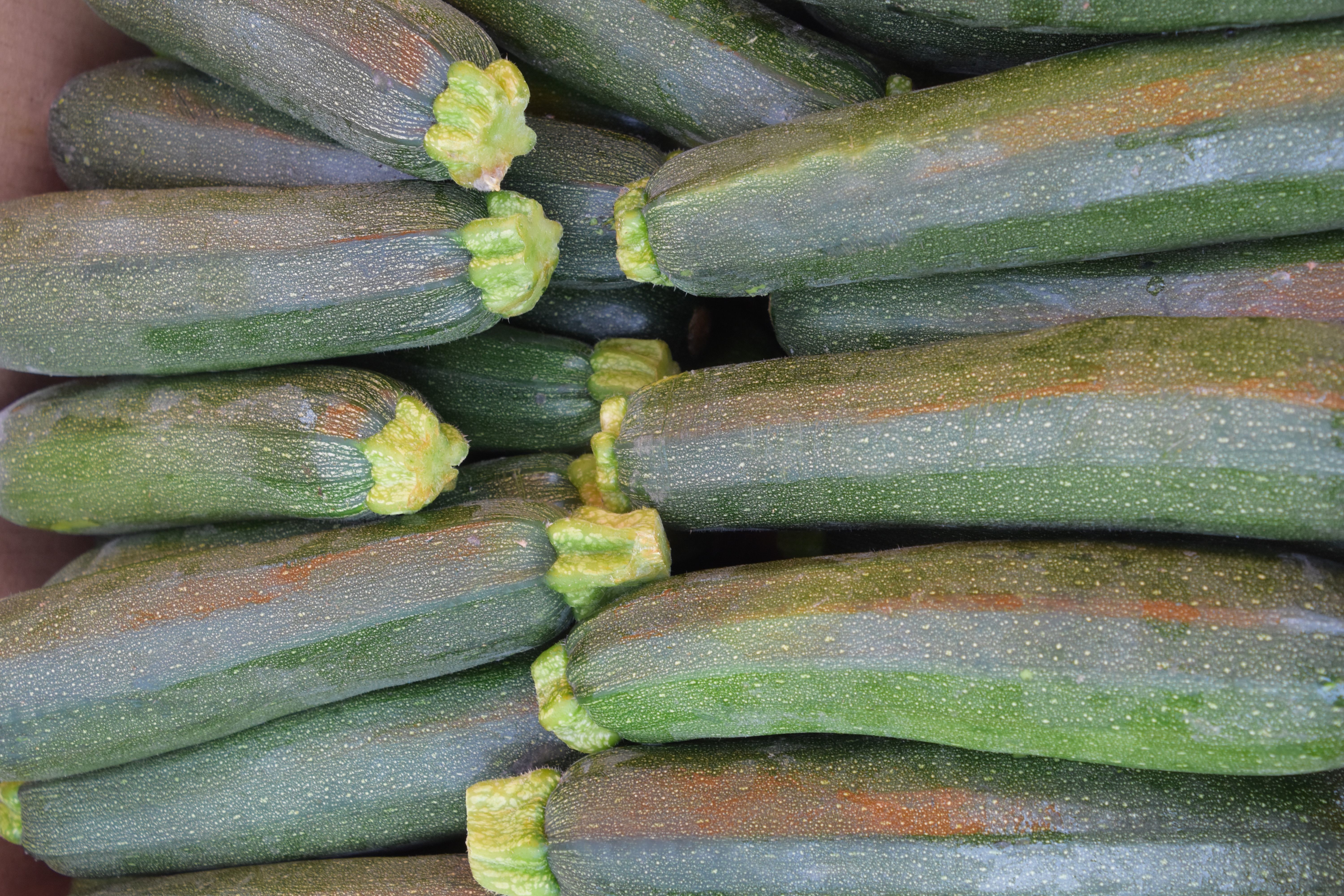 background image of zucchini