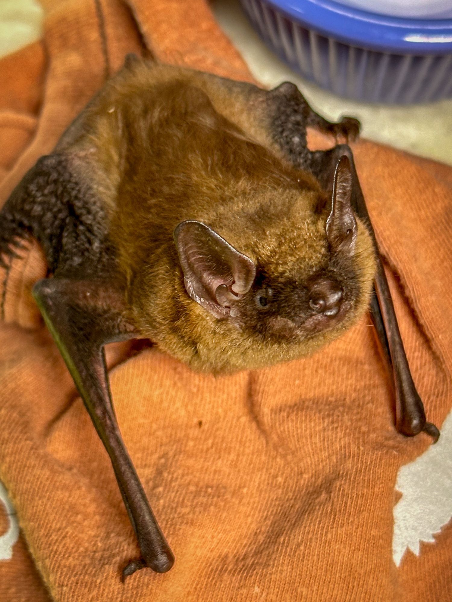 Big Brown Bat Friend!