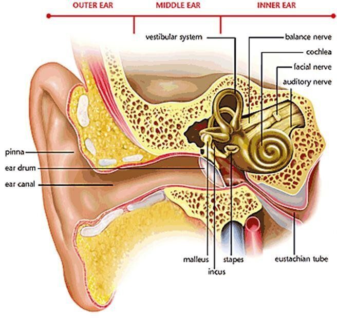 auditory nerve diagram