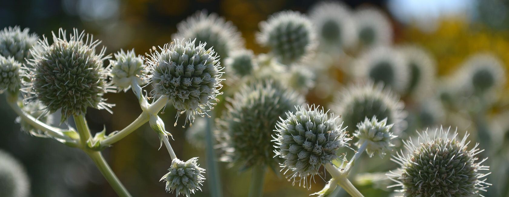 Rattlesnake master plant with spiky thistles.