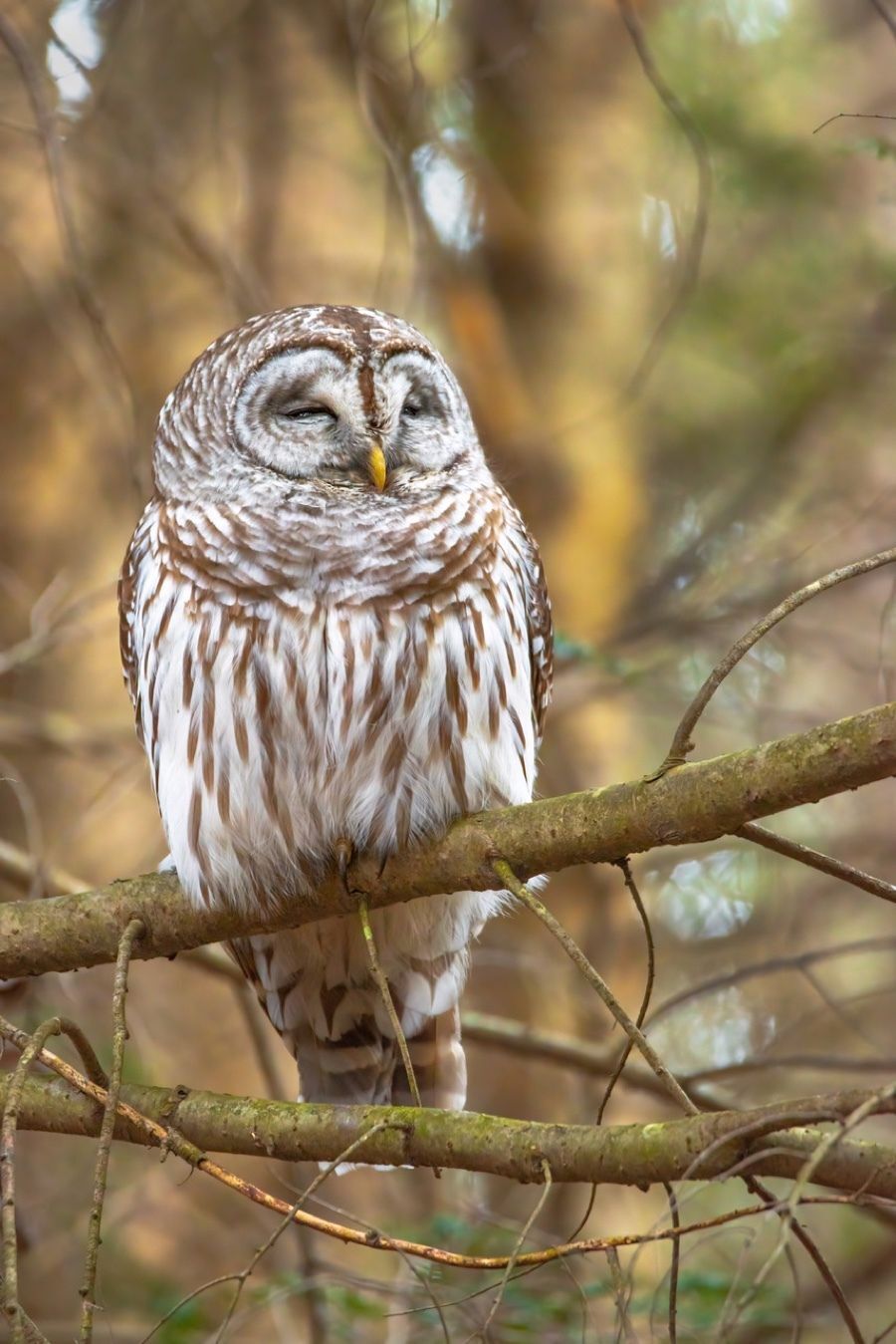 Barred Owl by Jason Major