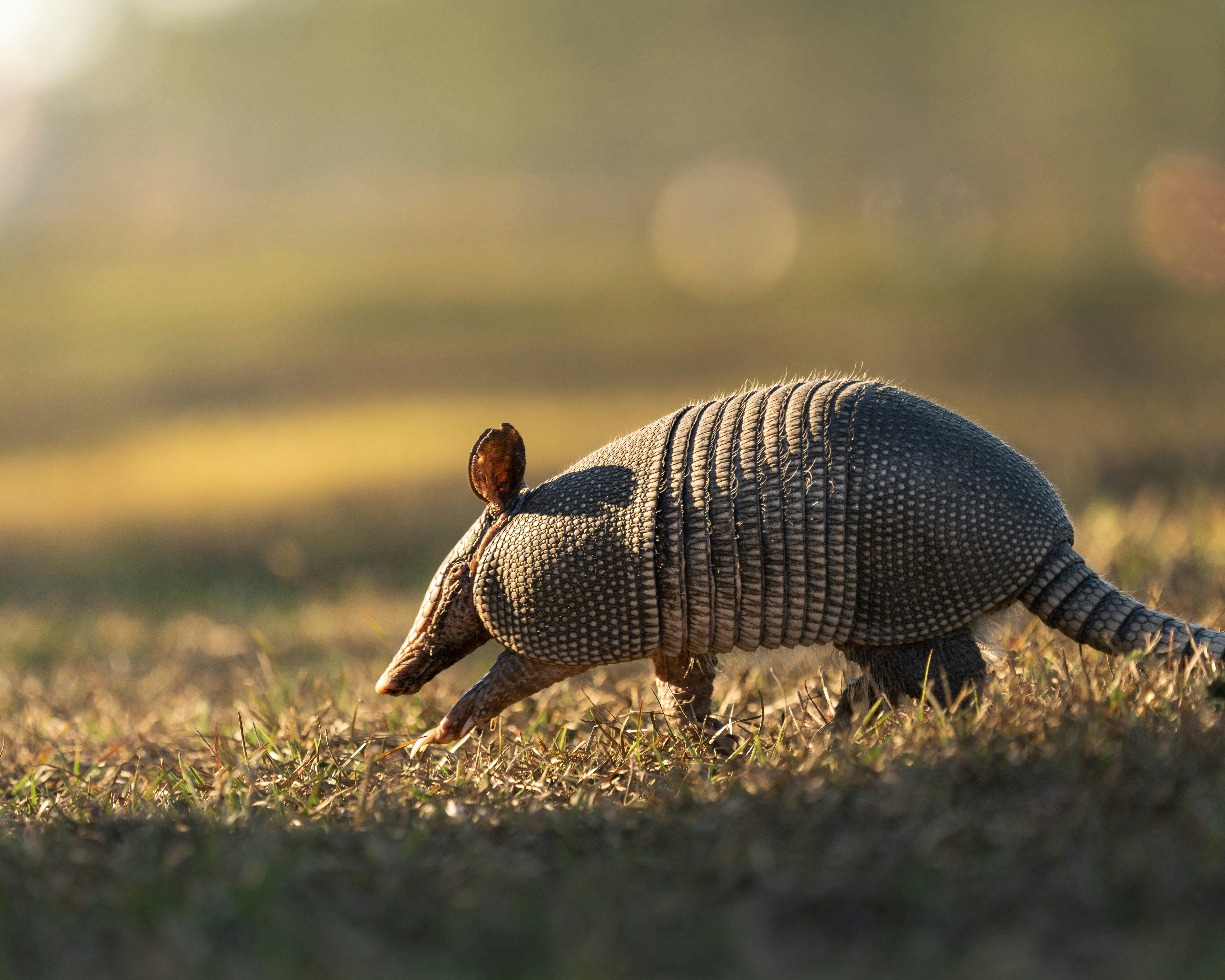 Armadillos in the Mountains? Yep, They're Here!
