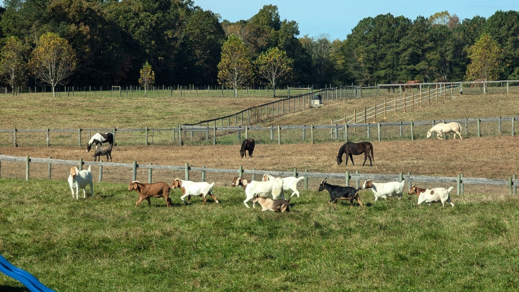 Goats running alongside a grassy knoll with horses grazing in the distance