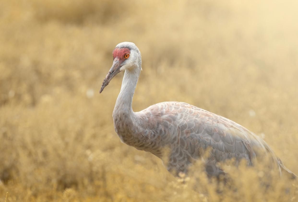Image of a sandhill crane with a dirty beak, surrounded by golden prairie grass.
