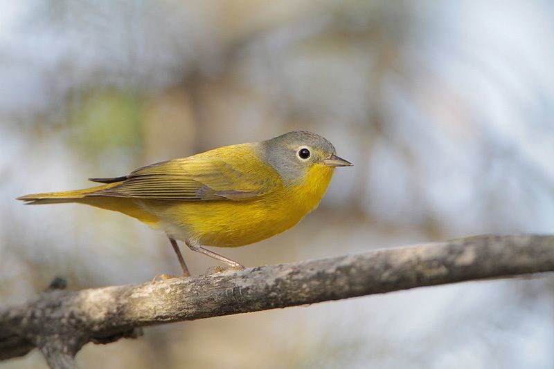 Nashville Warbler