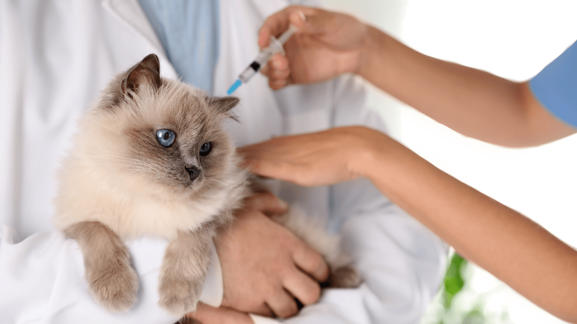 Cat receiving a vaccine