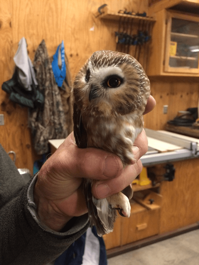 saw-whet owl