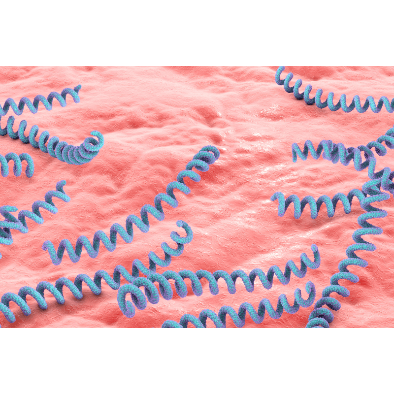Congenital Syphilis