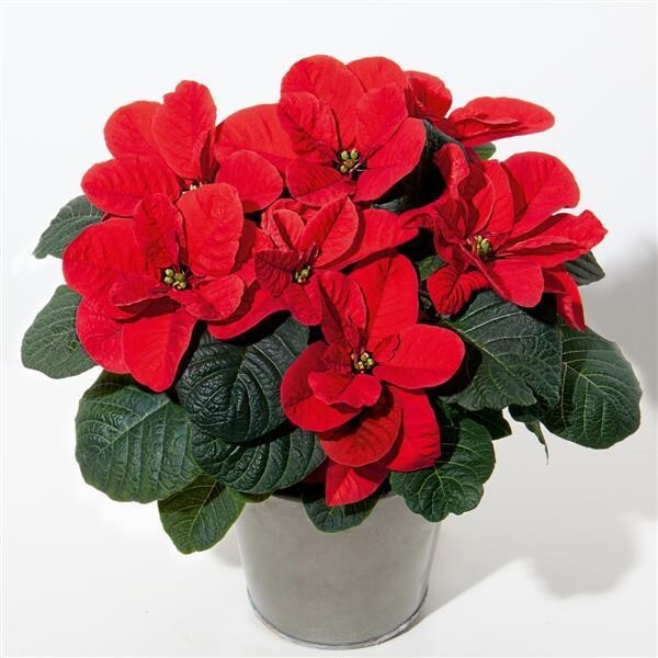 A. Small Poinsettia