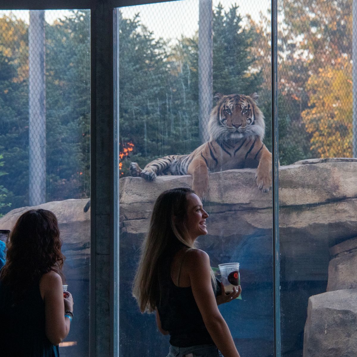 Brews at the Zoo