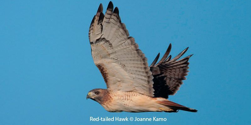 Red-tailed Hawk