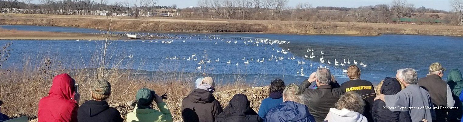 Birding Festivals and Swan events are held across North America. Discover what you can do, see and explore at the events. Be inspired!