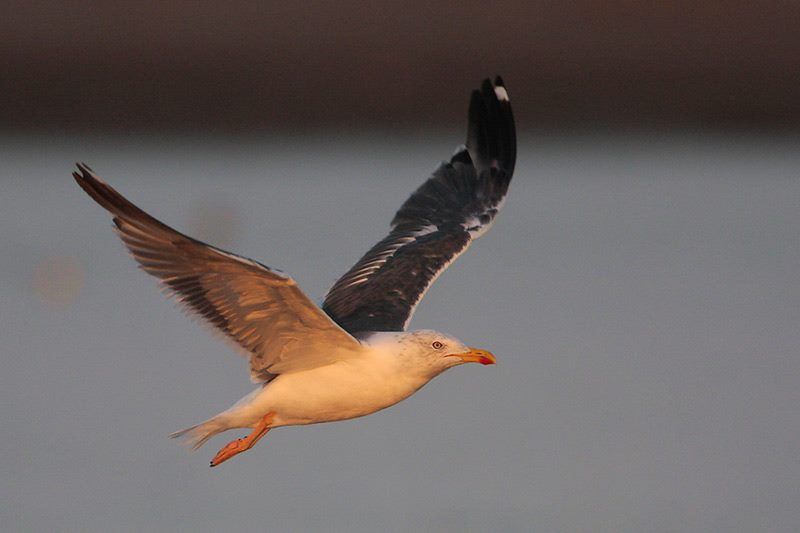 Lesser Black-backed Gull