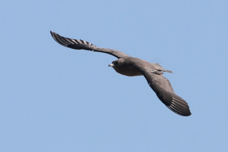 Pomarine Jaeger