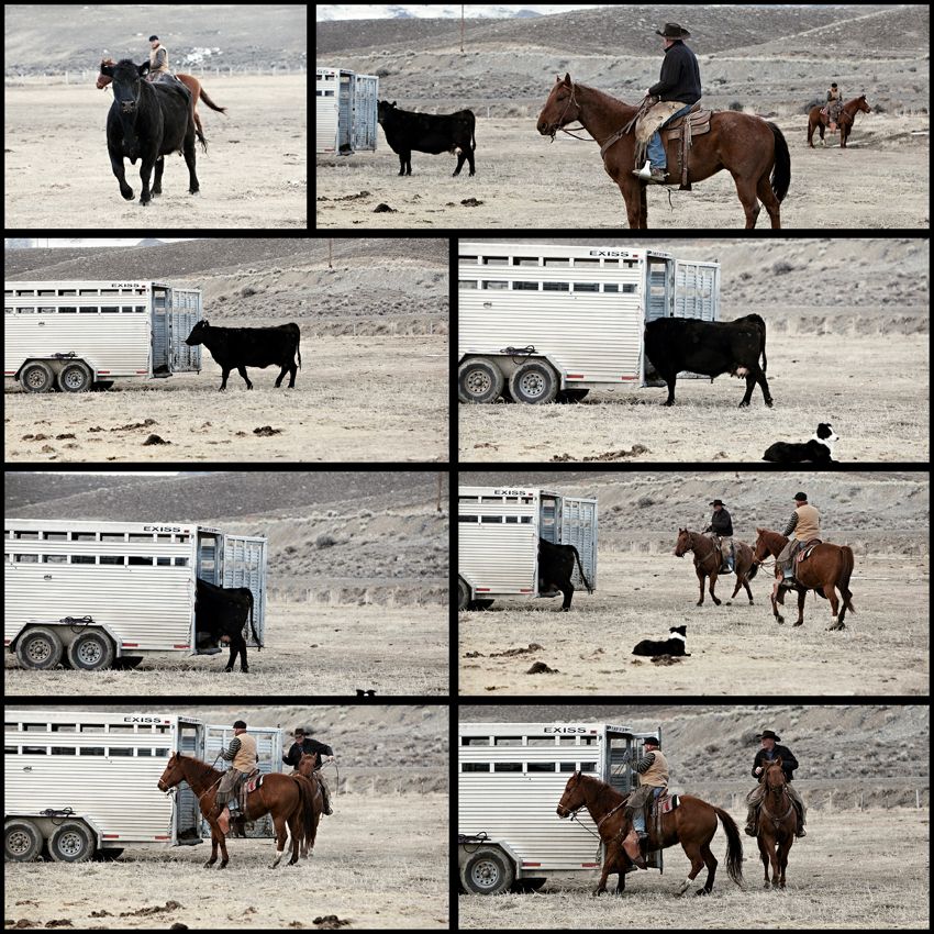 No Chute Cattle Load!