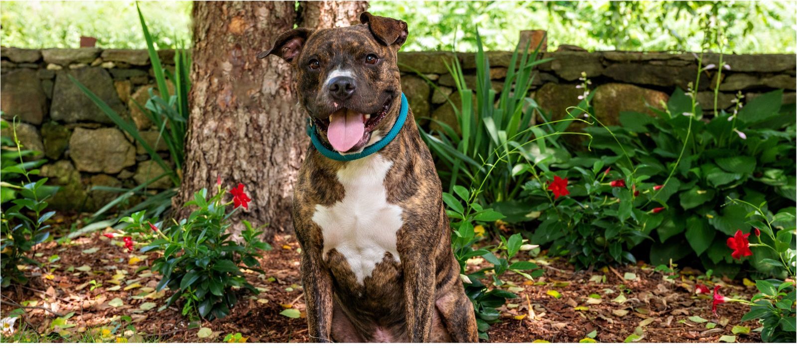 LOOKING FOR A DOG TO ADOPT visual data 2