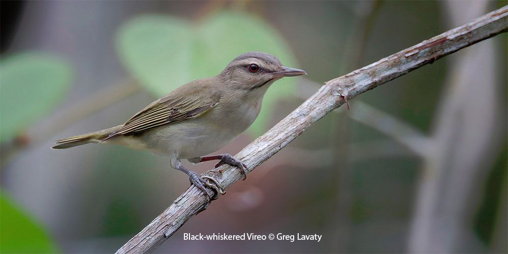 Black-whiskered Vireo