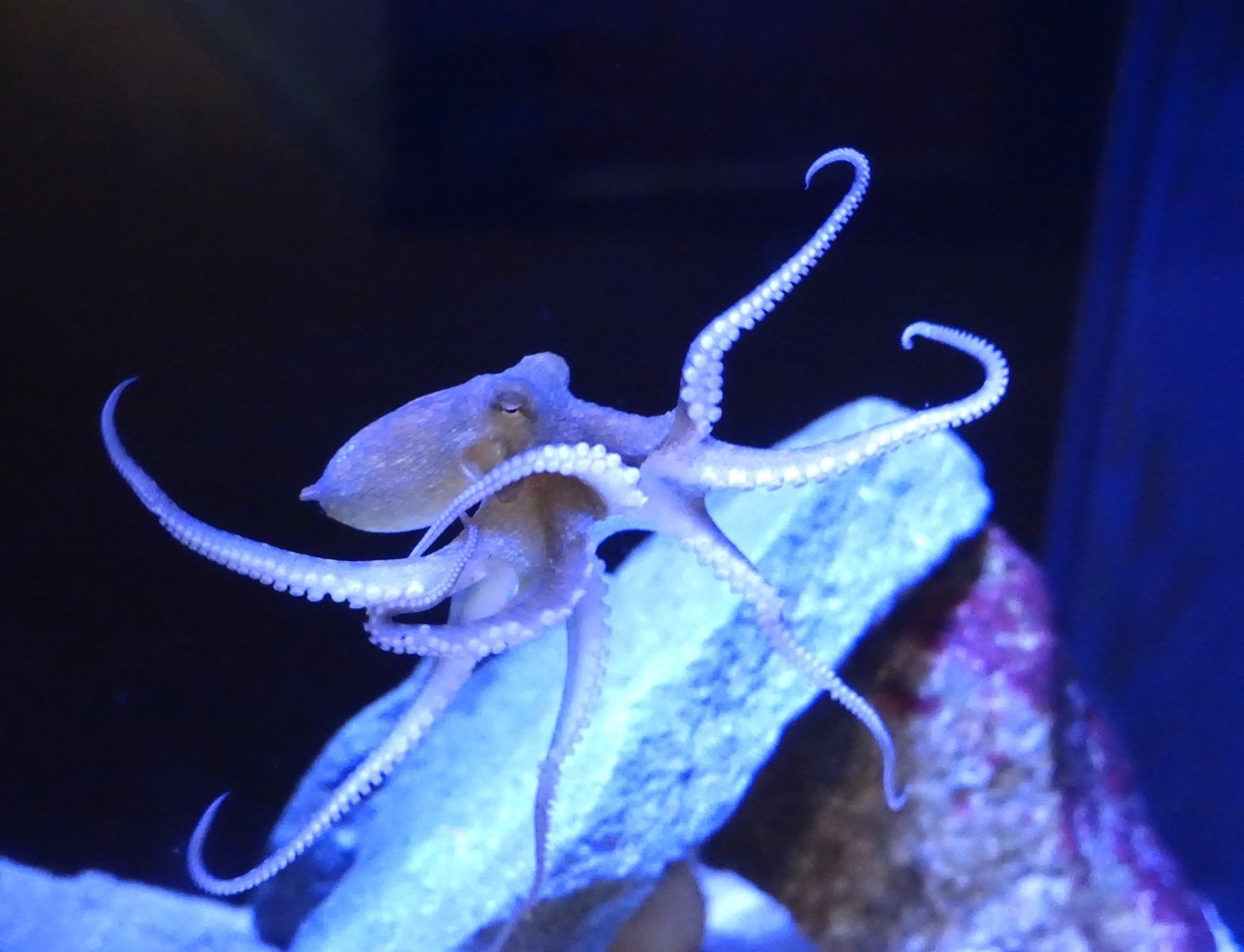 Audubon Society of Rhode Island Nature Center and Aquarium California Two Spot Octopus