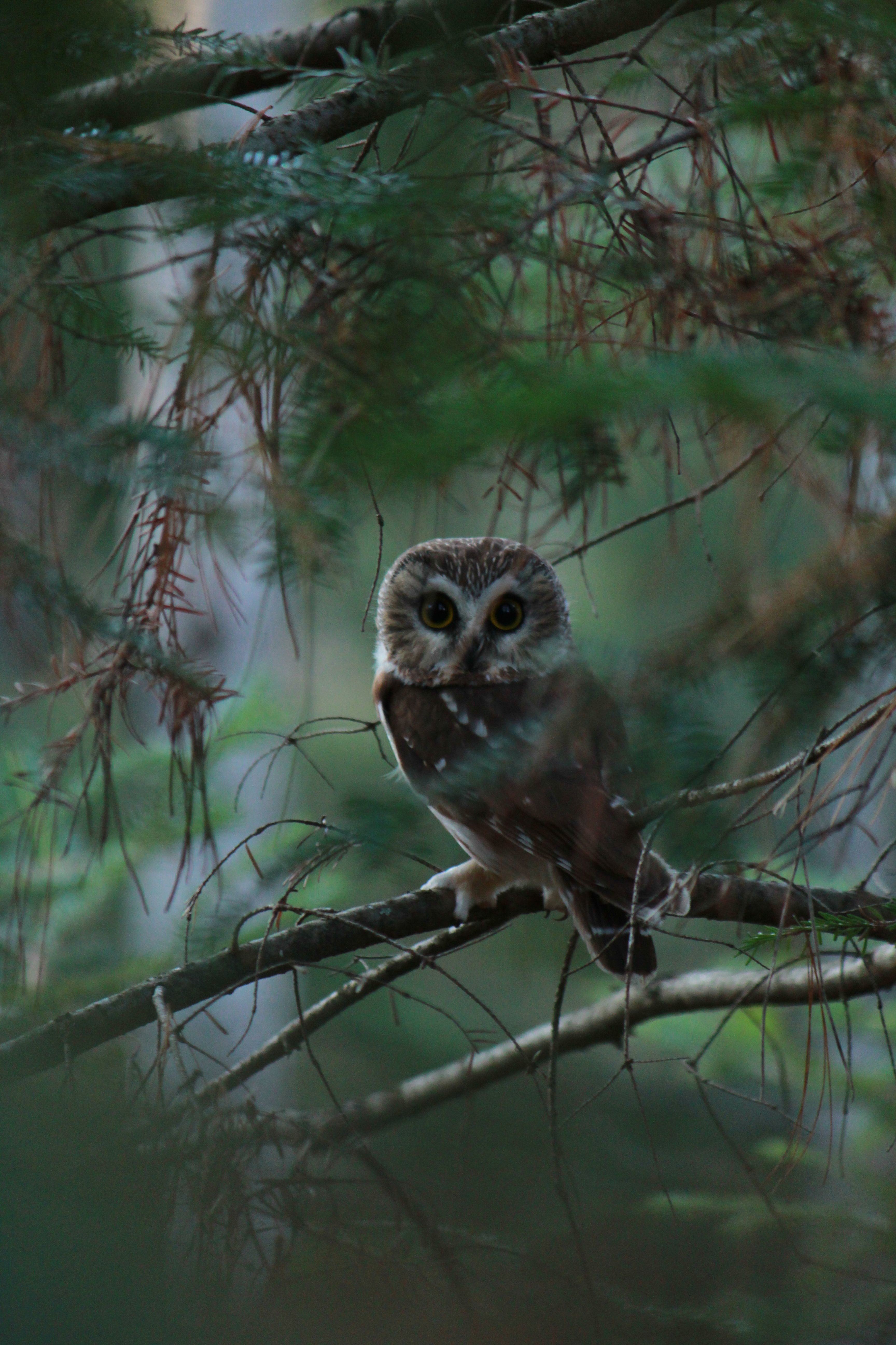 2nd Place "Tiny Owl in the Big Woods" by Melissa Wedlund 