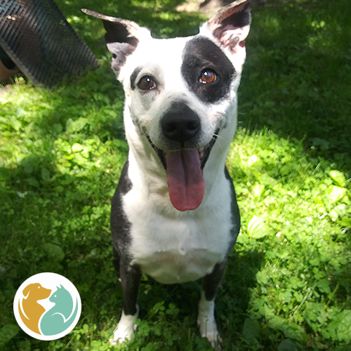 Toledo Animal Rescue Adopt Dogs & Puppies