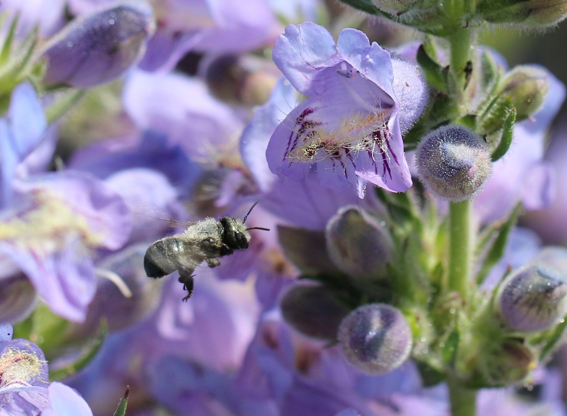 Celebrate Pollinator Week All Year Long!