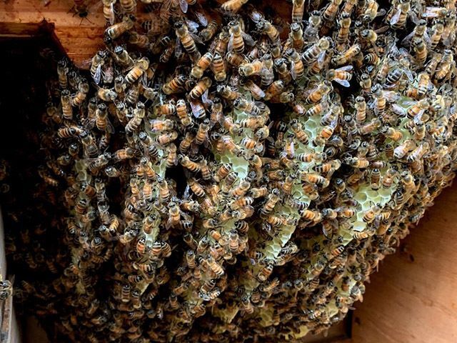 Bees at Work