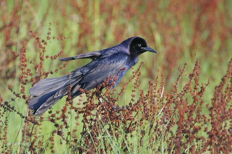 Boat-tailed Grackle